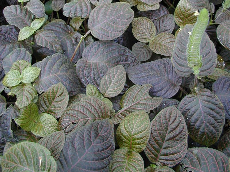 Cambridge, England: Botanic Garden: Fittonia gigantea