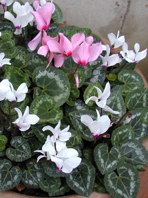 Cambridge, England: Botanic Garden: Cyclamen