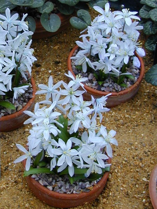 Cambridge, England: Botanic Garden: Scilla mischtschenkoana