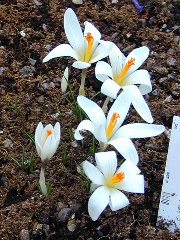 Cambridge, England: Botanic Garden: Crocus malyi