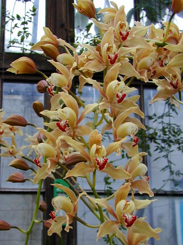 Cambridge, England: Botanic Garden: Orchid (Cymbidium)