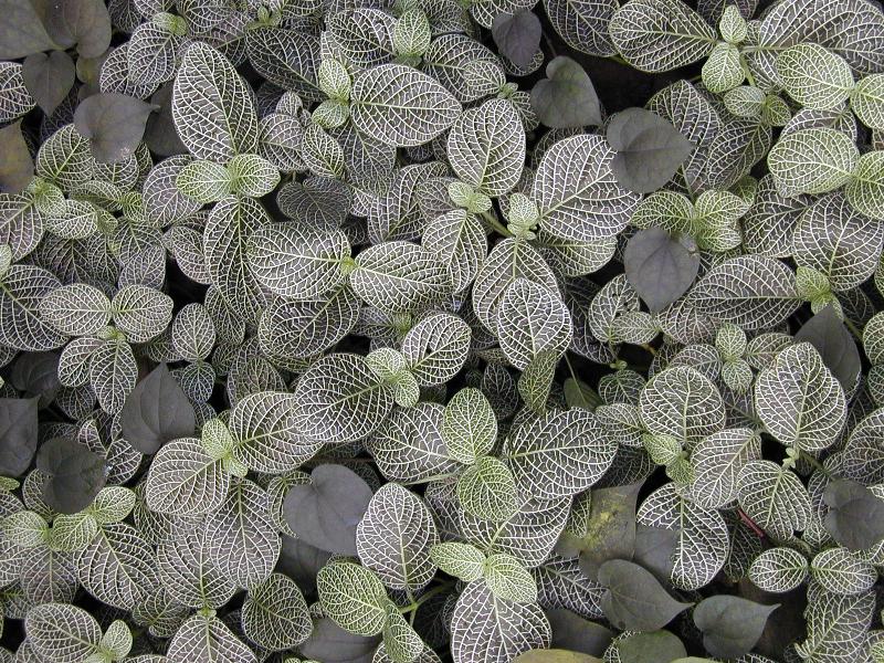 Cambridge, England: Botanic Garden: Fittonia verschaffeltii