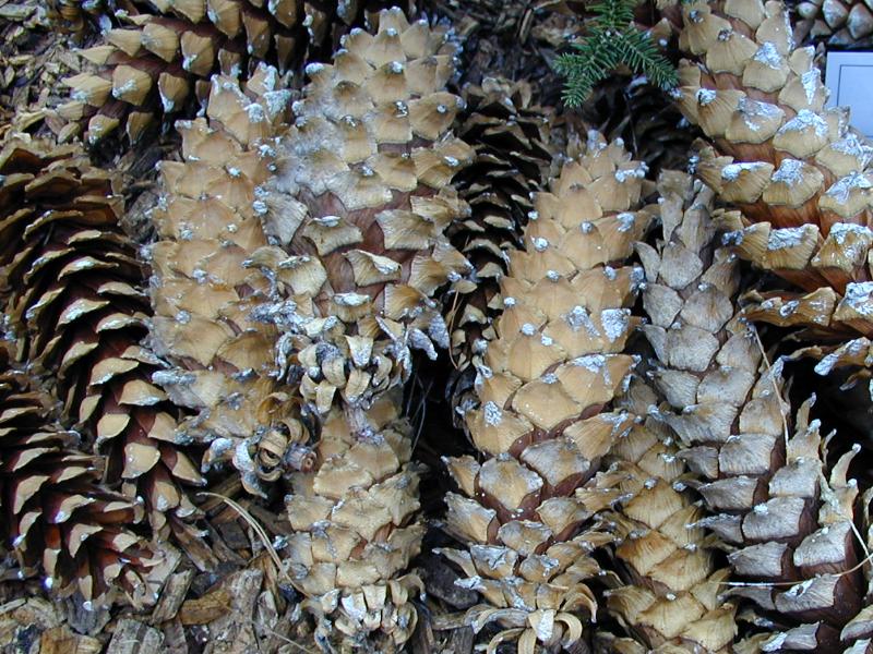 Cambridge, England: Botanic Garden: Holford's Pine (Pinus holfordiana) cones