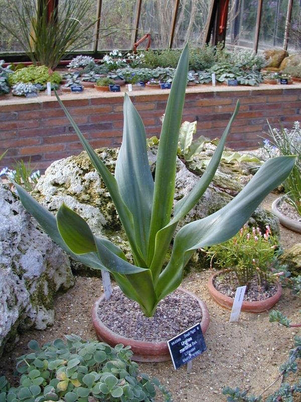 Cambridge, England: Botanic Garden: Sea Squill (Urginea maritima)