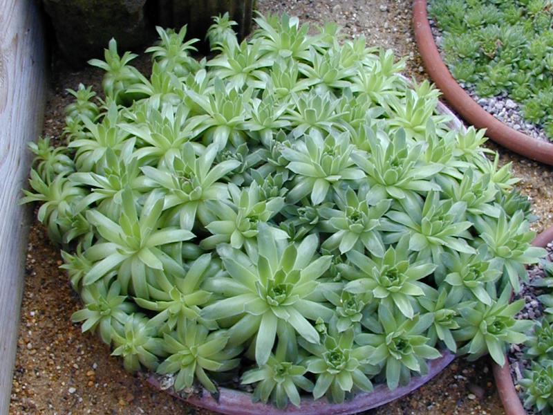 Cambridge, England: Botanic Garden: Houseleek (Sempervivum atlanticum)