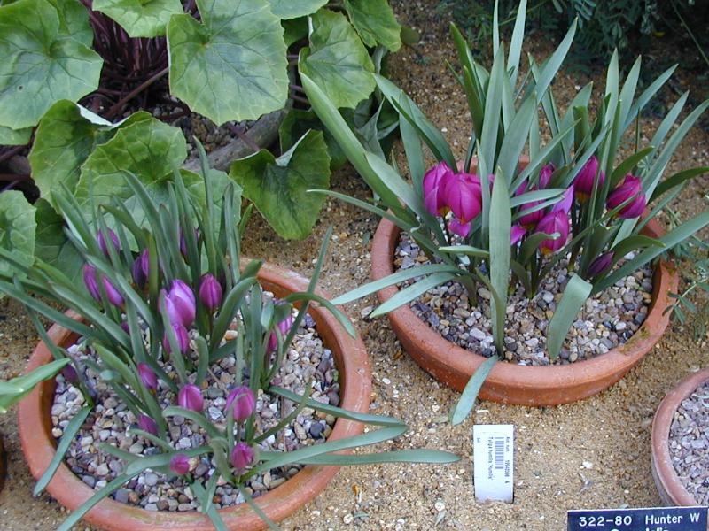 Cambridge, England: Botanic Garden: Tulipa humilis