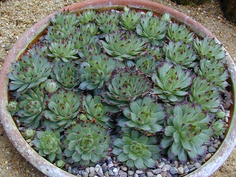 Cambridge, England: Botanic Garden: Houseleek (Sempervivum calcareum)