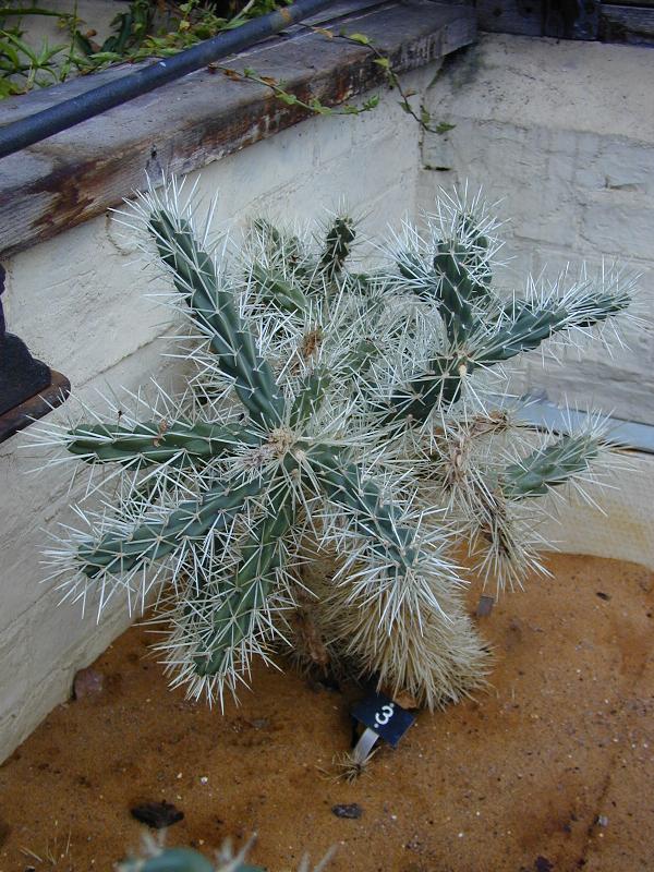 Cambridge, England: Botanic Garden: Cylindropuntia tunicata