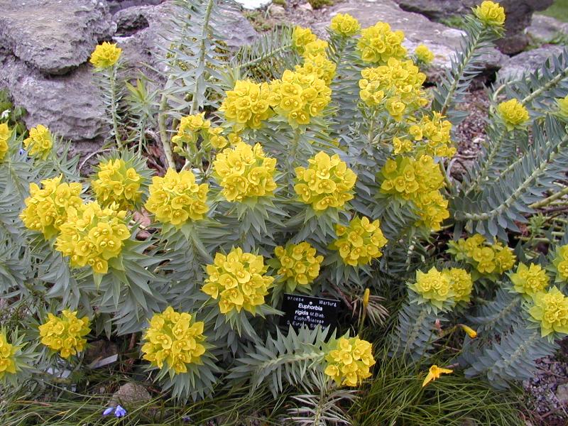 Cambridge, England: Botanic Garden: Euphorbia rigida