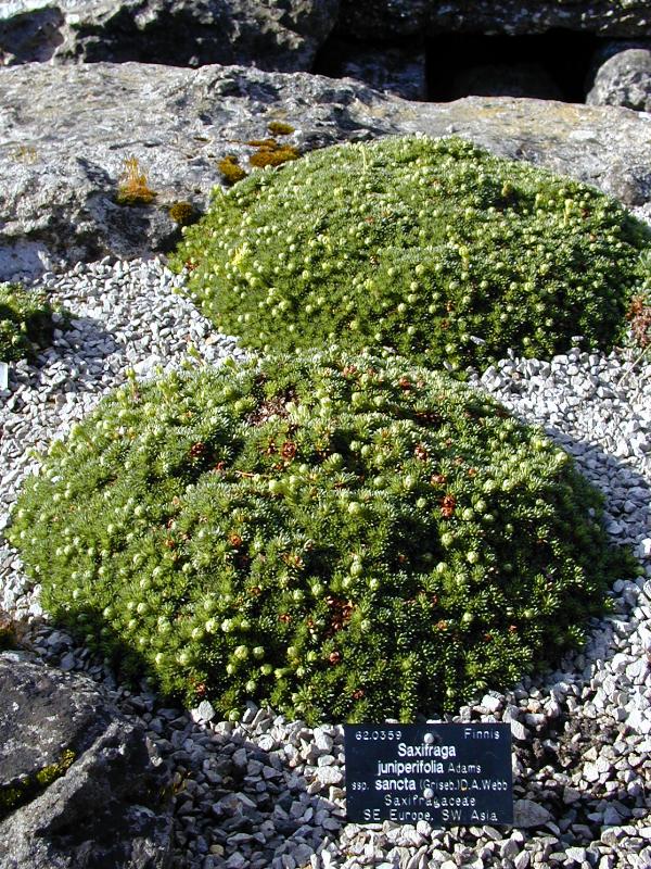 Cambridge, England: Botanic Garden: Saxifrage (Saxifraga juniperifolia)