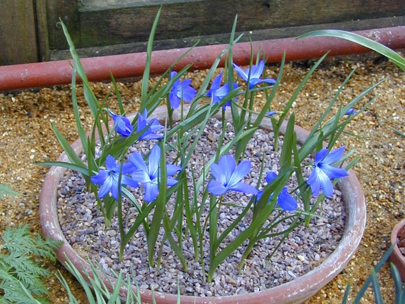 Cambridge, England: Botanic Garden: Chilean Crocus (Tecophilaea cyanocrocus)