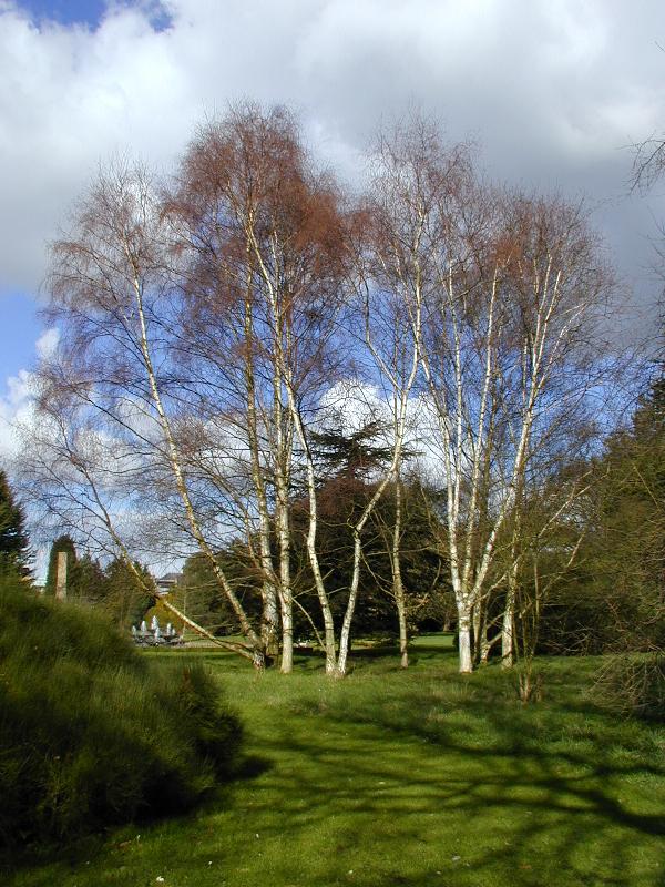 Cambridge, England: Botanic Garden: Birch trees (Betula pendula, Betula papyrifera, Betula pubescens)