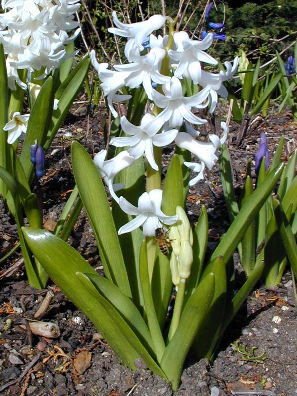 Cambridge, England: Botanic Garden: Hyacinth (Hyacinthus) with wasp