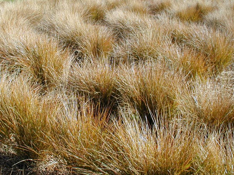 Cambridge, England: Botanic Garden: Wind Grass (Oryzopsis lessoniana, Stipa arundinacea)