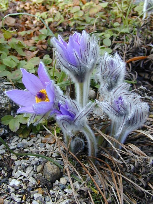 Cambridge, England: Botanic Garden: Anemone slavica