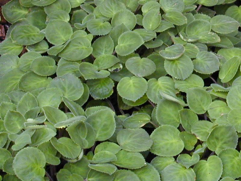 Cambridge, England: Botanic Garden: African Violet (Saintpaulia pendula)