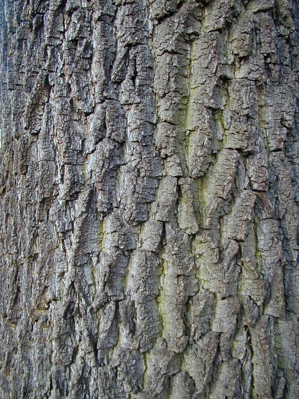 Cambridge, England: Botanic Garden: Black Walnut tree (Juglans nigra) bark