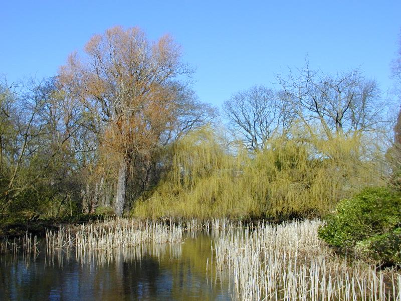 Cambridge, England: Botanic Garden: pond in early Spring
