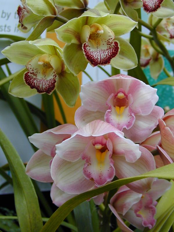 Cambridge, England: Botanic Garden: Orchids (Cymbidium)
