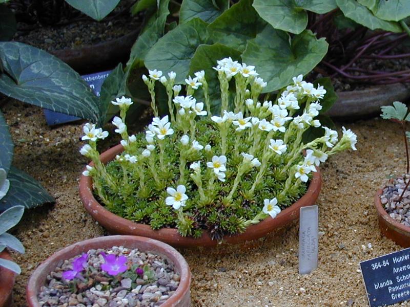 Cambridge, England: Botanic Garden: Saxifrage (Saxifraga)