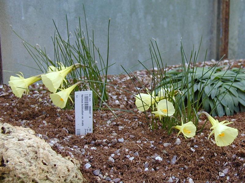 Cambridge, England: Botanic Garden: Narcissus bulbicodium