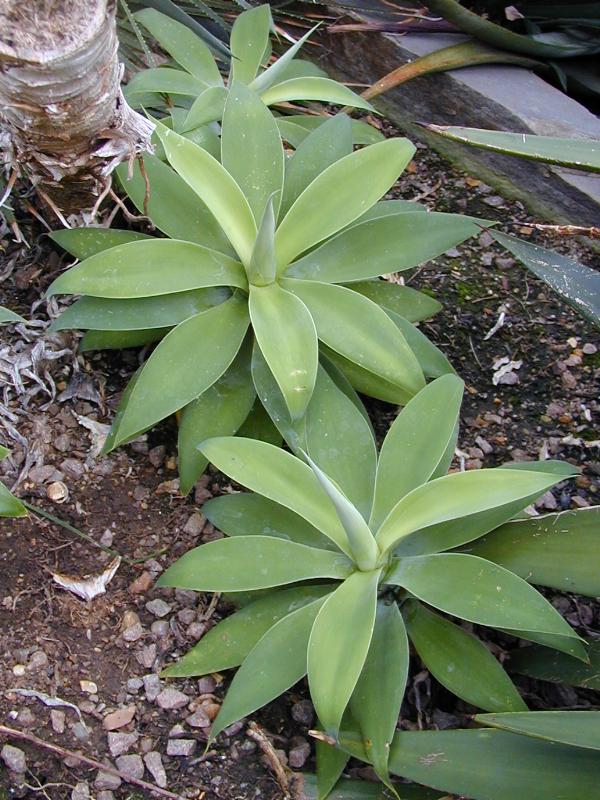 Cambridge, England: Botanic Garden: Agave