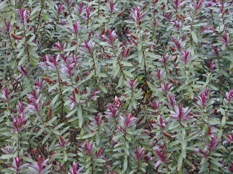 Cambridge, England: Botanic Garden: Hebe caledonia