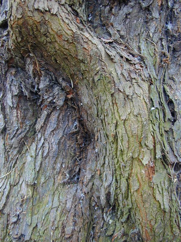 Cambridge, England: Botanic Garden: Hop Hornbeam (Ostrya carpinifolia) bark
