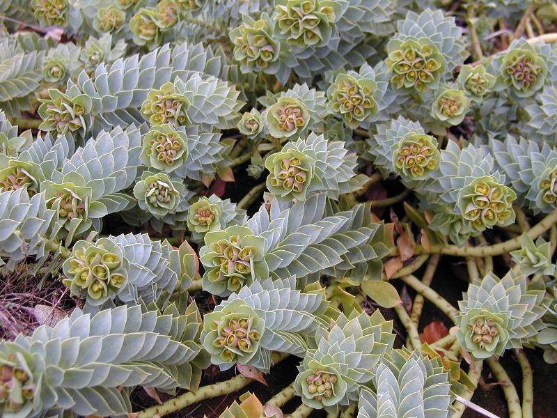Cambridge, England: Botanic Garden: Euphorbia