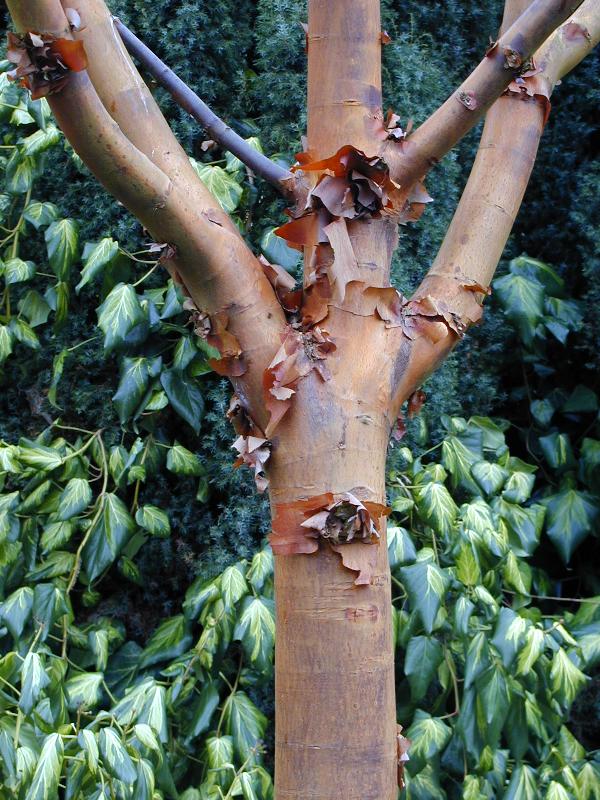 Cambridge, England: Botanic Garden: Maple tree (Acer griseum) bark