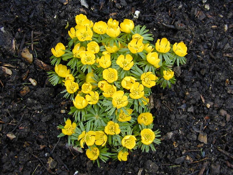 Cambridge, England: Botanic Garden: Winter Aconites (Eranthis hyemalis)