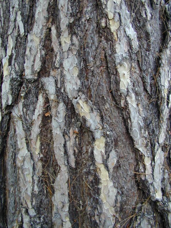 Cambridge, England: Botanic Garden: Corsican Pine (Pinus nigra) bark