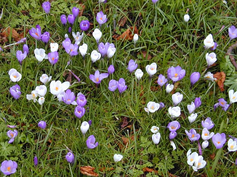 Cambridge, England: Botanic Garden: crocuses