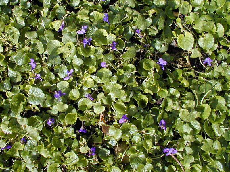 Cambridge, England: Botanic Garden: Viola odorata