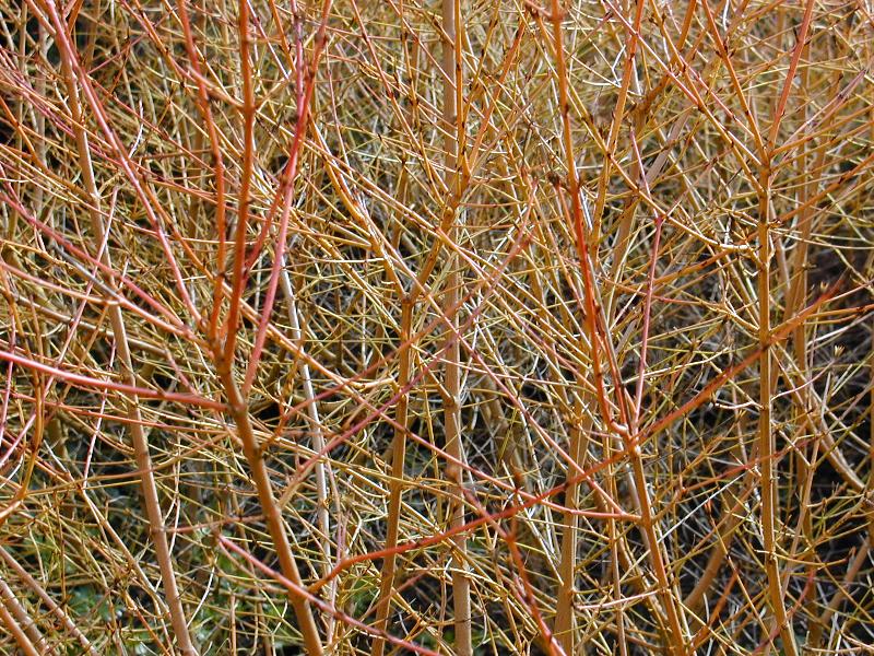 Cambridge, England: Botanic Garden: Common Dogwood (Cornus sanguinea)