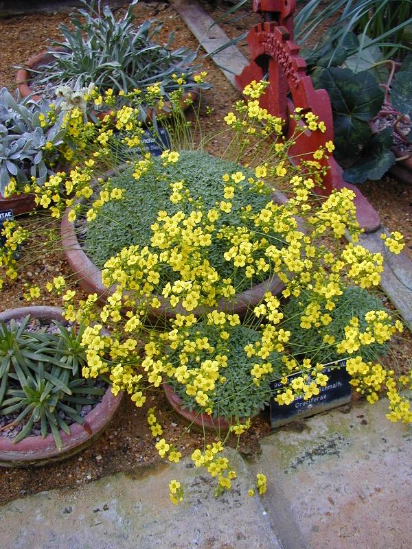 Cambridge, England: Botanic Garden: Draba longisiliqua
