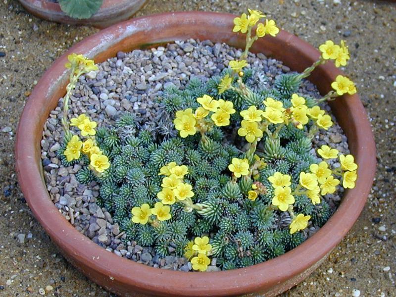 Cambridge, England: Botanic Garden: Saxifrage (Saxifraga ferdinandi-coburgi)