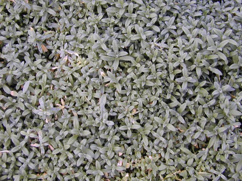 Cambridge, England: Botanic Garden: Snow in Summer (Cerastium tomentosum)