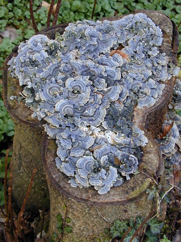 Cambridge, England: Botanic Garden: fungi on tree stump