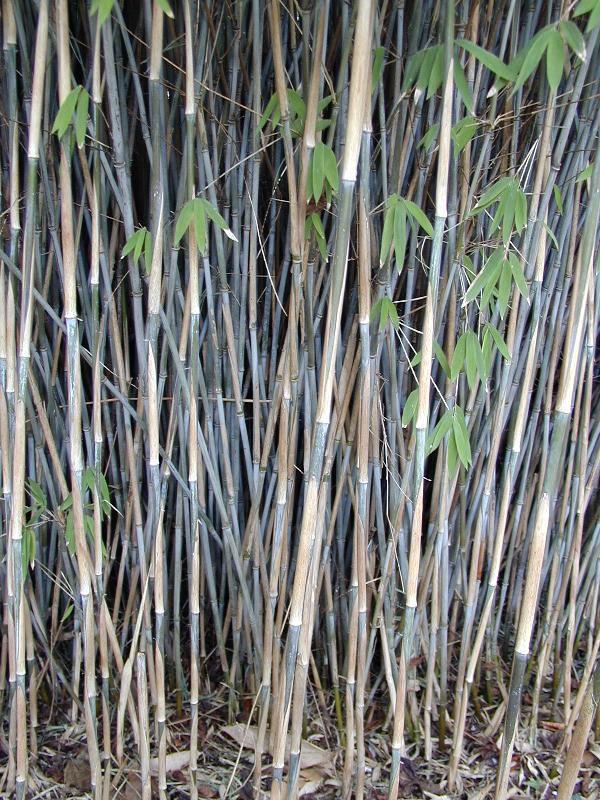 Cambridge, England: Botanic Garden: Fountain Bamboo (Fargesia nitide)