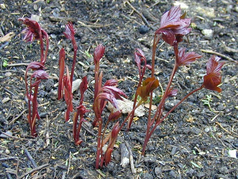 Cambridge, England: Botanic Garden: Peony (Paeonia) shoots