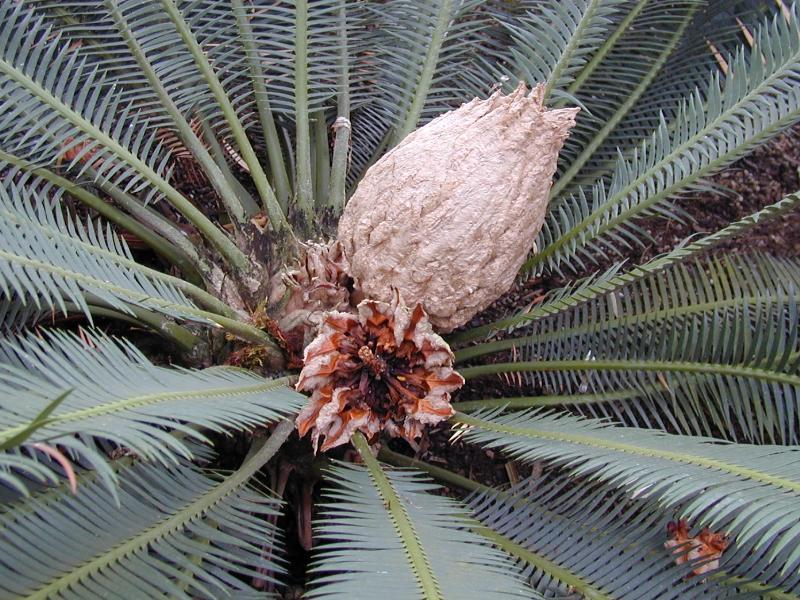 Cambridge, England: Botanic Garden: Cycad (Dioon edule Lindl.) seeds