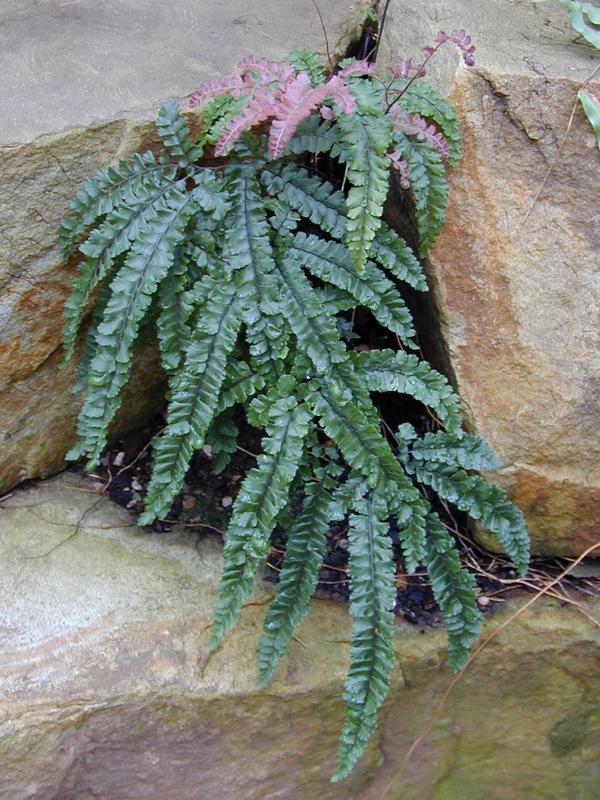Cambridge, England: Botanic Garden: Rough Maidenhair Fern (Adiantum hispidulum)
