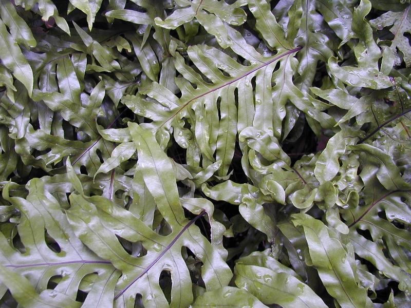 Cambridge, England: Botanic Garden: leaves