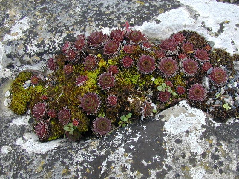 Cambridge, England: Botanic Garden: Houseleek (Sempervivum)