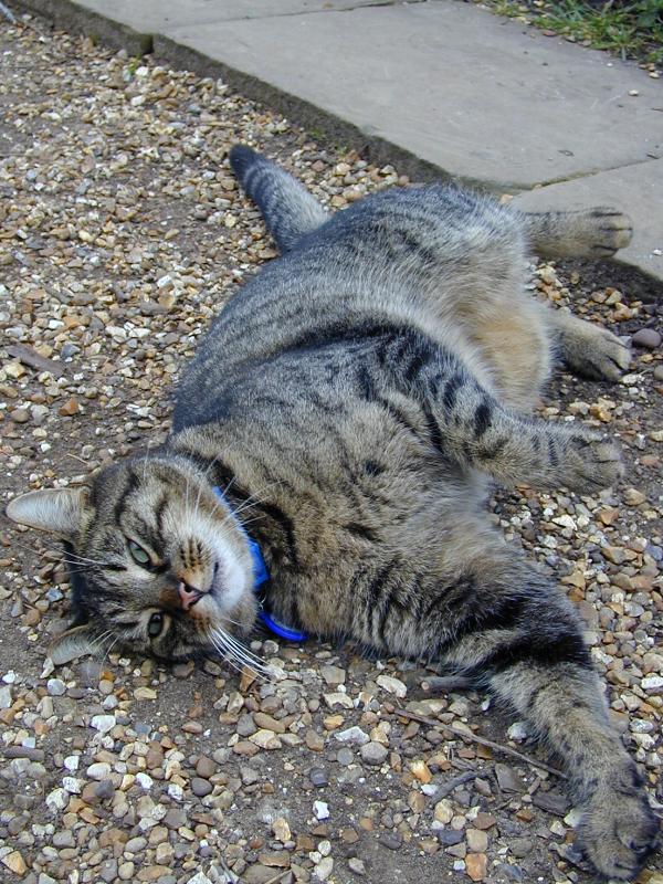 Cambridge, England: Botanic Garden: cat relaxing