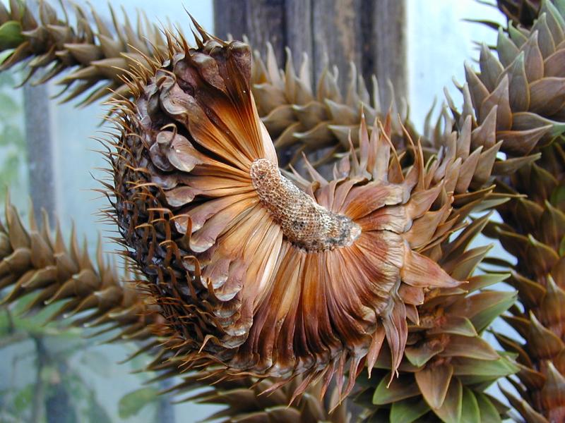 Cambridge, England: Botanic Garden: Monkey Puzzle (Araucaria araucana) cone