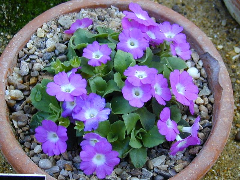 Cambridge, England: Botanic Garden: Primula lismore