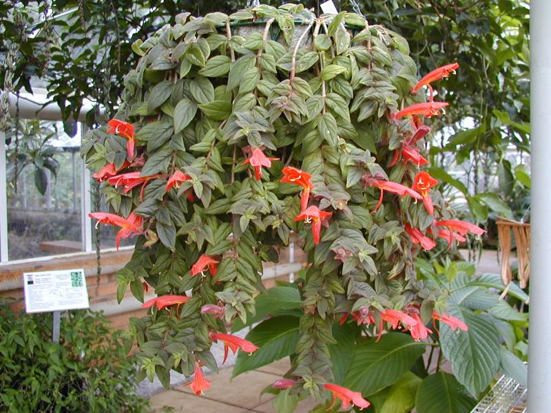 Cambridge, England: Botanic Garden: Columnea sp.