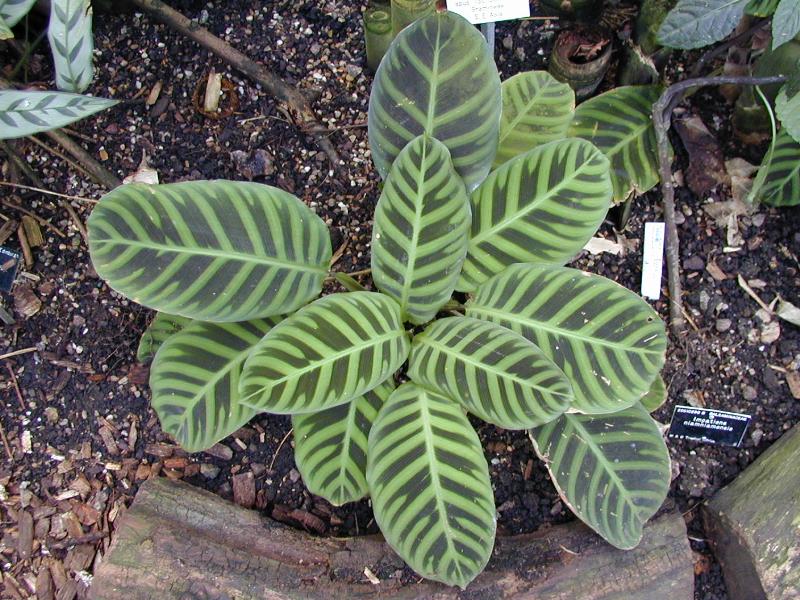 Cambridge, England: Botanic Garden: Zebra Plant (Calathea zebrina)